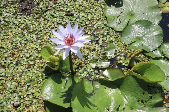 极速时时彩直播